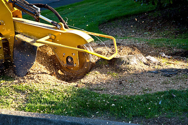 Best Tree Trimming Near Me  in Massac, KY